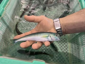 北海道でホッケ陸上養殖　白老、寄生虫つかず生食も