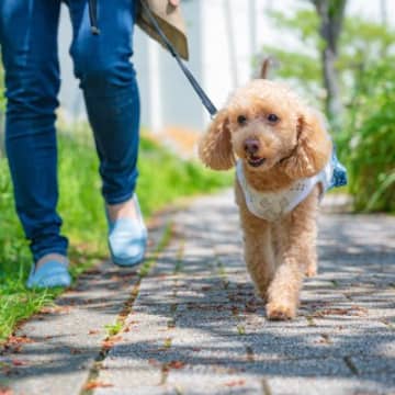 犬が『いつもの散歩道』を歩きたがる理由3つ　自由に歩かせていいの？飼い主が取るべき対処法まで