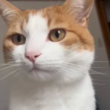 寝起きの猫の頭をなでようとしたら……つい笑っちゃう『想定外の反応』に「ジワジワきたｗ」「めちゃくちゃ綺麗にｗ」と28万再生の反響