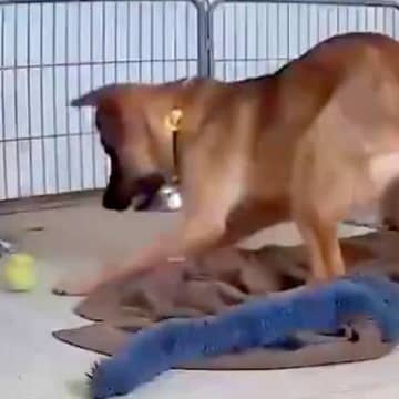 警戒心が強い元野犬の子犬→人がいないときに、こっそり観察してみたら…あまりにも可愛い『まさかの行動』に反響「無邪気」「見てて飽きない」