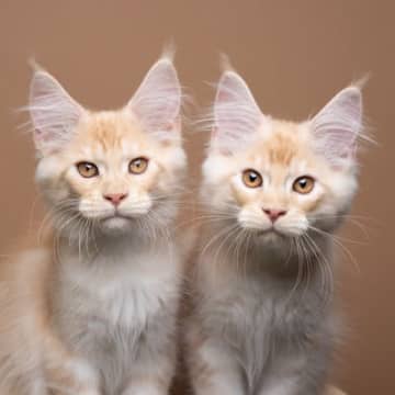 『似ていて区別がつきにくい猫種』5選　見分けるためにチェックすべきポイントも解説