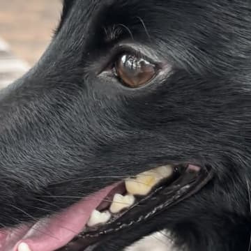 散歩中、小さな子どもに『オオカミ！』『キツネ！』と言われる犬→思った以上に『凛々しい姿』に6万いいね「アヌビスに見えた」「美しい」と絶賛