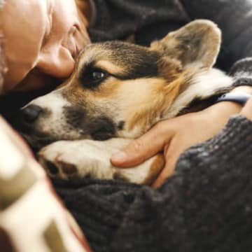 犬を『過保護』に育てすぎると起こる危険なこと5選　信頼関係が崩壊することも…