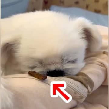 寝ている犬の鼻先にオヤツを置いてみた→すぐに起きるかと思ったら…まさかの『意外すぎる行動』に反響「明らかに反応してるｗ」「かわいい」