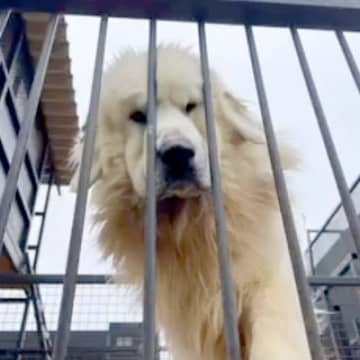 『いらないから、持っていって』衝撃的な"名前もない超大型犬"との出会い…涙が止まらない『現在の光景』が304万再生「素敵な方」「泣いた」