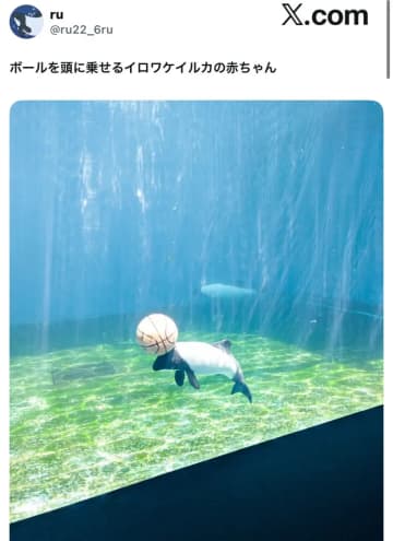 水族館で神業披露？イロワケイルカの赤ちゃんに心奪われる！ボールを頭に乗せる姿が「癒やされる…」と8万いいね超え