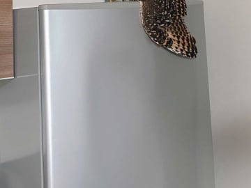 冷蔵庫の上にいたのが？　二度見してしまう1枚に「かわいい」「溶けている」