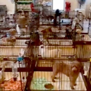保護犬センターのライブ配信を見ていたら『亡き愛犬そっくりな犬』を発見→会いに行った結果…奇跡のような物語に反響「運命としか」「泣いた」