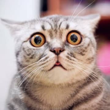 猫が『パニックに陥りやすい』4つのシチュエーション　それぞれの対処法も