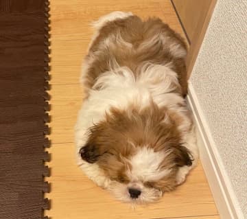 “ぺしょっ”とした寝方が可愛いシー・ズーの子犬→お迎えから3年経っても「変わらない寝姿」が愛おしい！