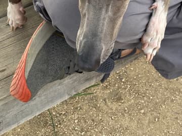 ドッグランを訪れた犬　他の犬にヤキモチを妬いて…「心が癒えた」「こんなかわいい光景ある？」
