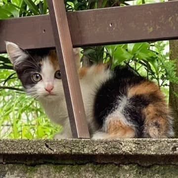 民家で発見された元野良の子猫→数年後、「可愛さが集結」した姿に！　成長ビフォーアフターにほっこり
