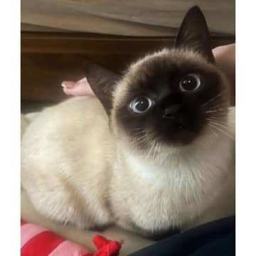 猫風邪を患っていた子猫を保護→およそ1年半後の“こんがり”とした姿に、「ここまで変化するとは」とびっくり！