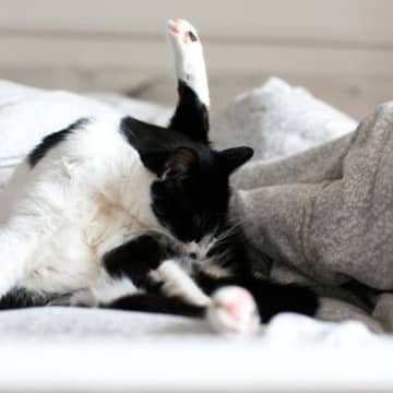 猫にも『肛門腺絞り』は必要？お尻のケアが必要なときやお手入れ方法を解説