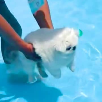 初めてプールで泳ぐ10歳の老犬→そっと入水させてみた結果…『まさかの光景』に2万6000いいね集まる「可愛い」「頑張ってて偉い」と絶賛
