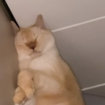 熟睡している猫の可愛い寝顔を撮影していたら…予想もしていなかった『衝撃の瞬間』が12万再生「こわいてｗｗｗ」「石にされそう笑笑」