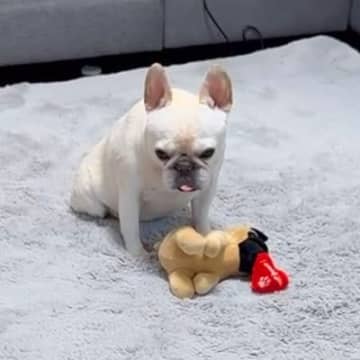 人形を勢いよく振り回した犬→『動かなくなってしまった』と勘違いして…まさかの『1時間後の光景』が176万再生「優しい子」「反省してる」