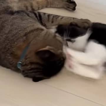 子猫の『顔面連続キック』に……お兄ちゃん猫が見せた『まさかの反応』に笑っちゃう人が続出「偉いし可愛いｗ」「何アイツって感じｗ」と24万再生