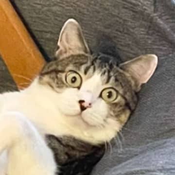 椅子の上で凄い姿勢でくつろいでいる猫……思わず笑っちゃう『まさかの状況』に1万7000いいね「宇宙と交信中かなｗ」「なんか幸せそう」