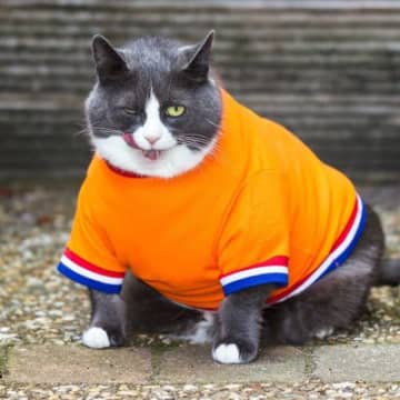 愛猫が『運動不足』になっているサイン6選　動きたがらない猫の対処法も