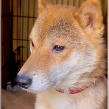 犬を飼ったことがない家庭に『ガリガリの保護犬』がやってきたら…戸惑いながら『幸せを掴む軌跡』に感動　絆を深める光景にほっこりが止まらない