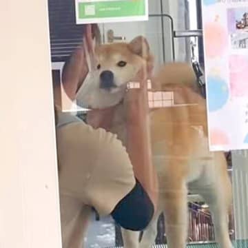 トリミングサロンへ犬をお迎えに→窓越しに気付いた瞬間…とんでもなく尊い『感情爆発する光景』が39万再生「涙腺崩壊した」「幸せなのわかる」