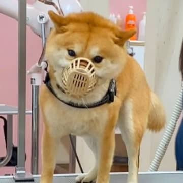 爪切りが苦手な犬→口輪をつけながらしようとすると…まさかの『人間のような行動』に418万再生の反響「可愛くて吹いたｗｗ」「うますぎる」