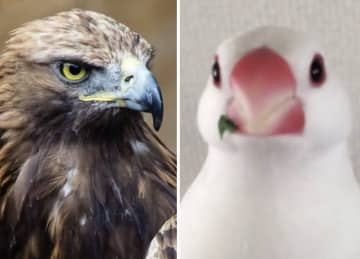 【比較画像】彫りの深い猛禽類と、しょうゆ顔の文鳥　鳥界の顔面偏差値を比較した画像に「めちゃめちゃ笑いました」と反響続々