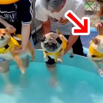 プールで３匹の犬が泳ごうとしたら、１匹が…破天荒すぎる『暴れん坊な光景』が308万再生「笑いすぎて涙でたｗ」「落ち着いてｗｗ」と反響