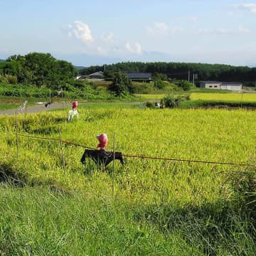 増産に転換で付きまとう“コメ余り”…対策として政府がブチ上げる国産米「輸出拡大」の勝算は？