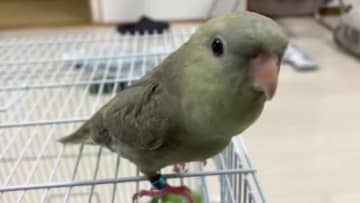 「すごい、完コピ！」「本物！」⇒“固定電話を完コピしているインコ”の職人技にSNS驚愕