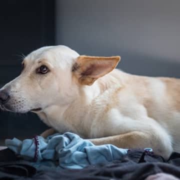 犬に向かって大声を出してはいけない理由3つ　取り返しがつかない悪影響を与えてしまうかも…