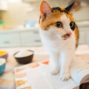 猫に『小麦粉を使った食べ物』を与えても大丈夫？5つの製品別に解説
