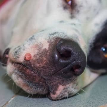 犬の体に『しこり』があるときに考えられる病気3つ　通院の判断基準から注意すべきポイントまで