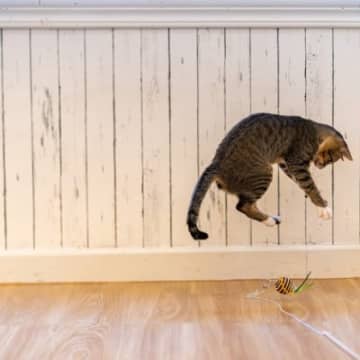 『好奇心が強い猫』がついついやっちゃう3つの行動　このタイプの猫を飼う上での注意点も