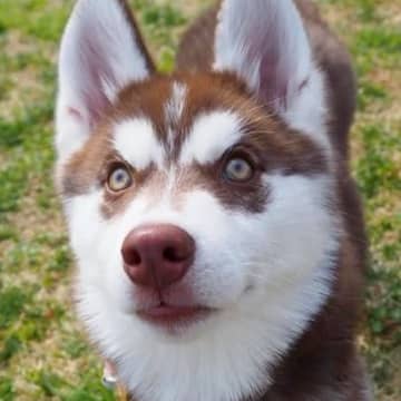 『加工じゃないよ』瞳の中に"星"がある大型犬→じっくり見てみると…『あまりにも美しい光景』に3万いいね「神様からの贈り物」「アイドル」