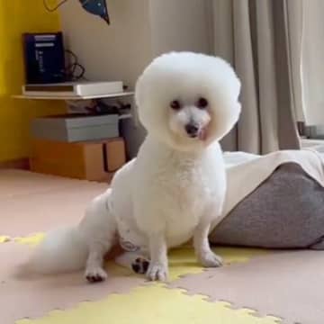 『９年間、狭いケージの中にいた保護犬』を飼った結果→名前を呼んでも来ないけれど…『最大のスキンシップ方法』に涙が止まらない「感動した」