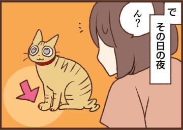 【吉川さん家の猫事情】#105話 知らないコトがまだある…