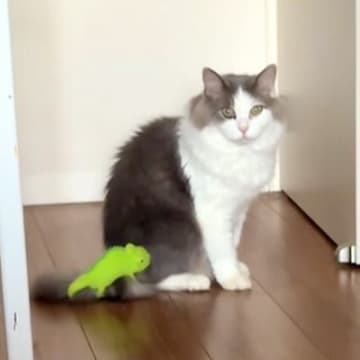 『カメレオンのぬいぐるみ』を猫のしっぽにつけたら、全然気づく様子がなくて…次の瞬間見せた『まさかの反応』が31万再生「二度見してて草」