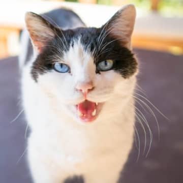 猫があなたに『話しかけてくる』ときの気持ち4選　何を言っているか知りたい！
