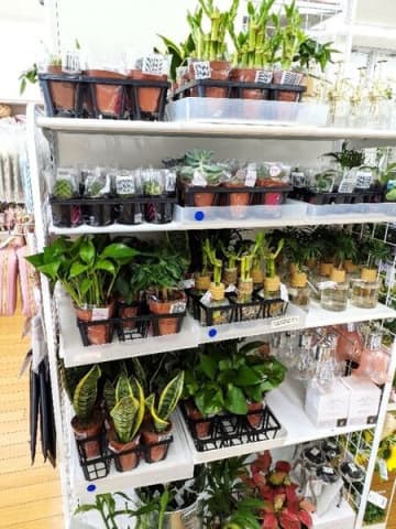 日々の成長＆育てる楽しさが味わえる観葉植物たち