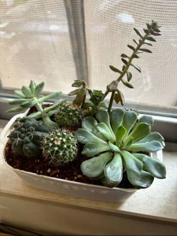 100均で私が一番楽しみにしているのは多肉植物の寄せ植え！