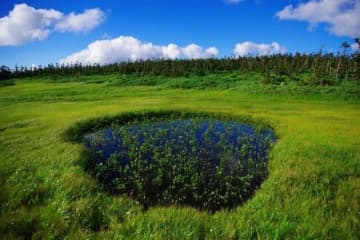 【8月は北の高原へ】 広大な森と変化に富む湿原を歩き「日本百名山・八幡平」へ＜岩手県・秋田県＞