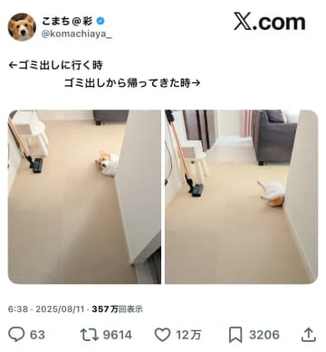 【ビフォーアフター】数分の間に愛犬がとんでもない姿に！まさかのユニークな姿に「チラ見からの犬神家」とツッコミ続出