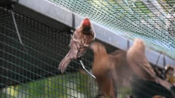 渡り鳥保護活動歴15年の「鳥のお父さん」　中国遼寧省