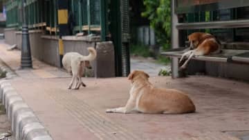 “100万匹”の野良犬を収容するようインド最高裁が命じる…狂犬病被害防止目的も「現実的でない」指摘も