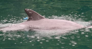 福井の「かみつきイルカ」死ぬ　53人被害、発信器装着後に