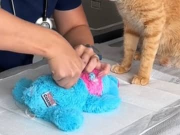 動物病院の『アシスタント』にメロメロになる人が続出　映っていたのは？