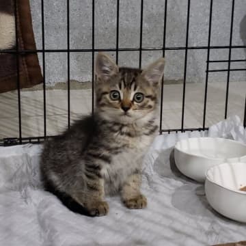 車のエンジンルームに迷い込んだ生後40日ほどの子猫を保護→6年後、「飼い主の人生になくてはならないパートナー」に
