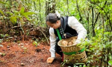 雲南で「野生キノコ採集者」が急増中、キノコ狩りが観光の目玉に―中国メディア